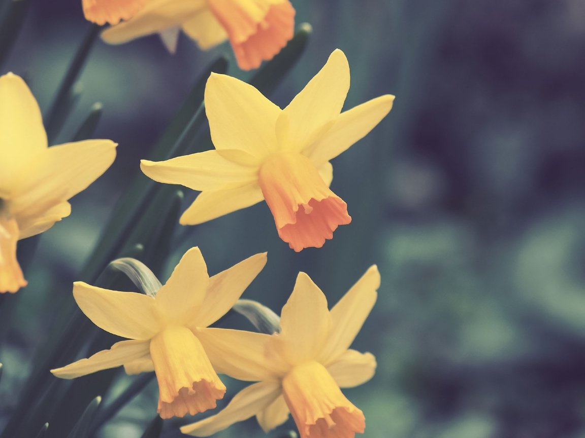 Обои цветы, весна, нарциссы, flowers, spring, daffodils разрешение 2560x1920 Загрузить