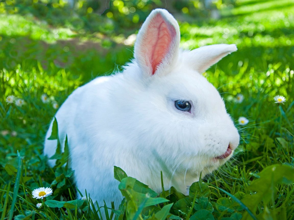 Обои глаза, цветы, трава, взгляд, ромашки, ушки, кролик, eyes, flowers, grass, look, chamomile, ears, rabbit разрешение 2048x1489 Загрузить