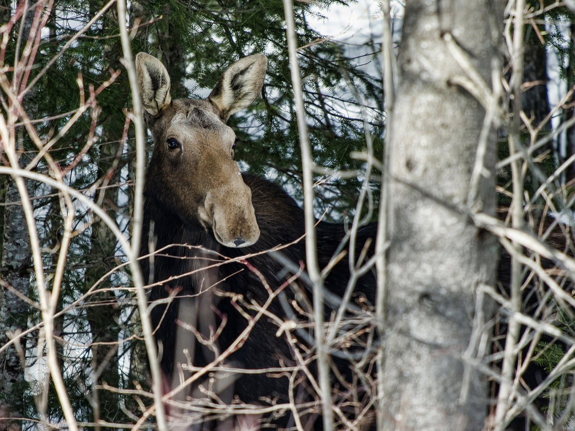 Обои деревья, лес, ветки, животное, лось, лосенок, trees, forest, branches, animal, moose, calf разрешение 1920x1200 Загрузить