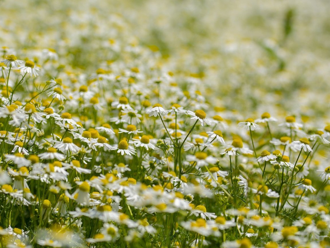 Обои цветы, лето, лепестки, луг, ромашки, белые, flowers, summer, petals, meadow, chamomile, white разрешение 2048x1327 Загрузить