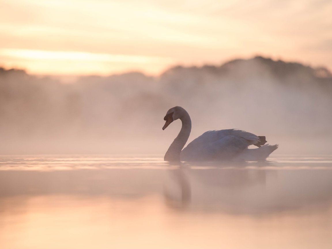 Обои озеро, утро, туман, птица, лебедь, lake, morning, fog, bird, swan разрешение 3000x2000 Загрузить