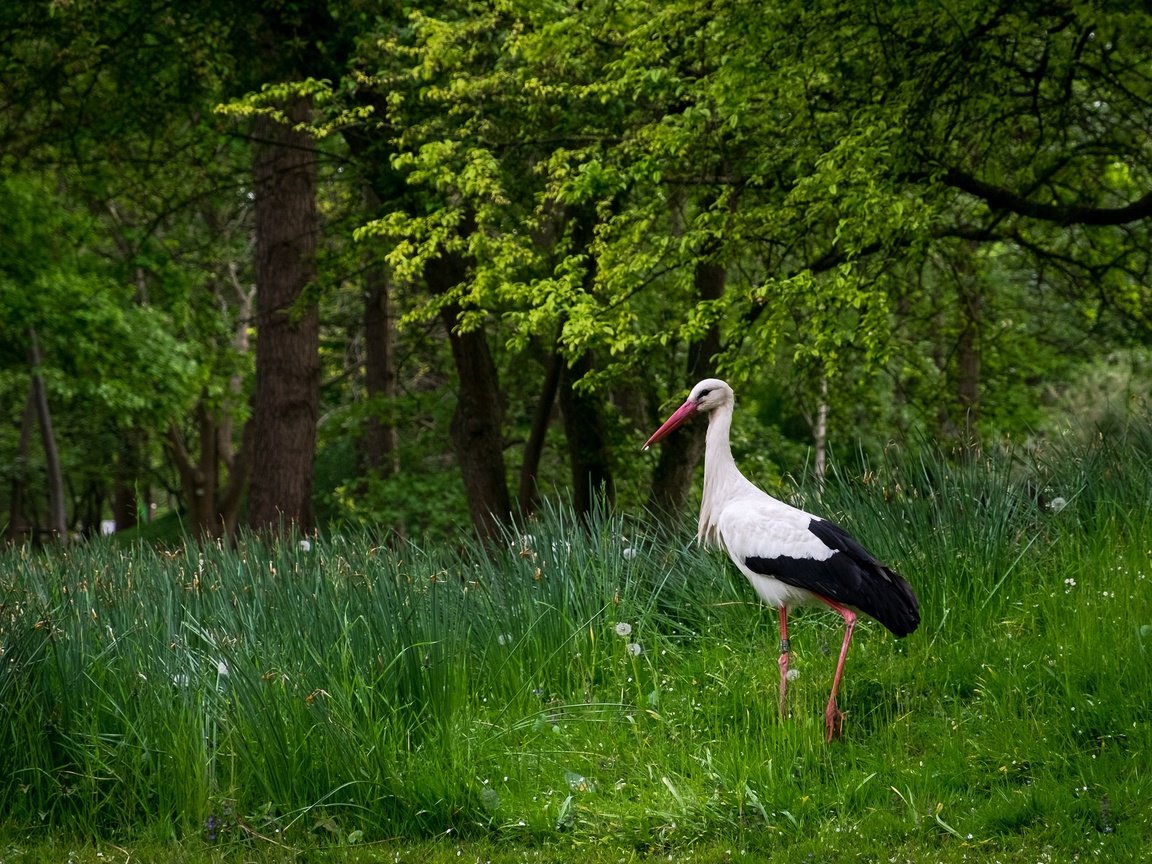 Обои трава, белый аист, деревья, природа, лето, птица, клюв, перья, аист, grass, trees, nature, summer, bird, beak, feathers, stork разрешение 2048x1365 Загрузить