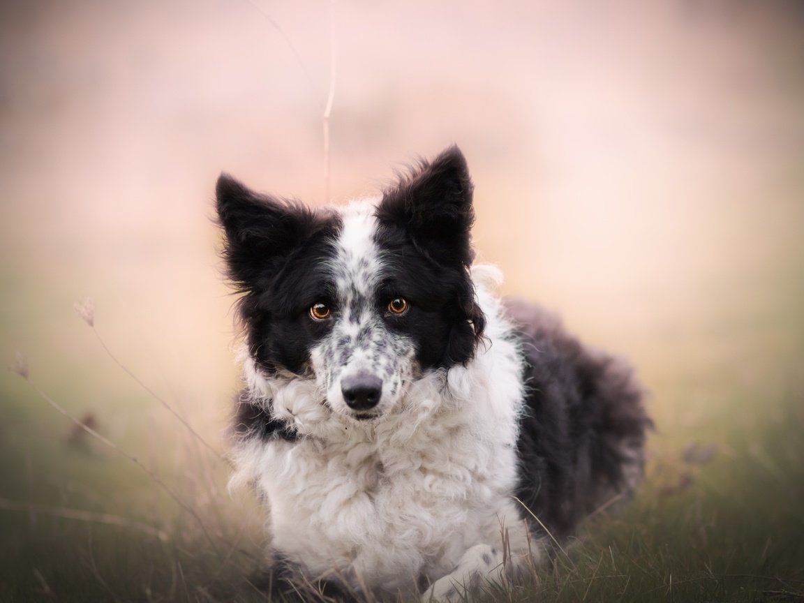 Обои природа, взгляд, собака, друг, бордер-колли, nature, look, dog, each, the border collie разрешение 2560x1613 Загрузить