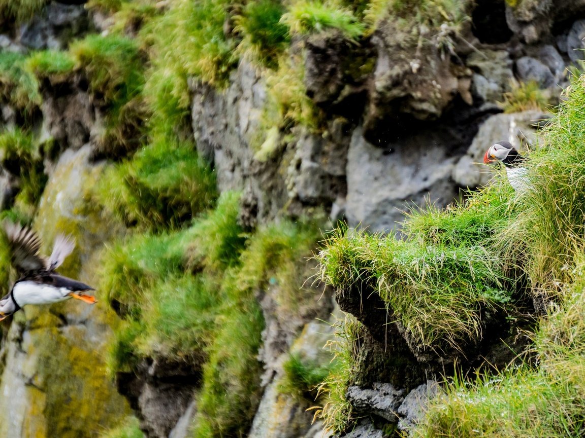 Обои трава, скала, птица, клюв, мох, перья, тупик, grass, rock, bird, beak, moss, feathers, stalled разрешение 2048x1366 Загрузить