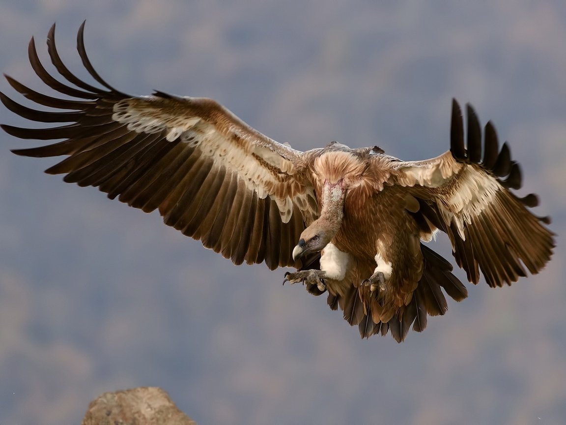 Обои небо, полет, крылья, гриф, птица, перья, стервятник, the sky, flight, wings, grif, bird, feathers, vulture разрешение 1920x1280 Загрузить