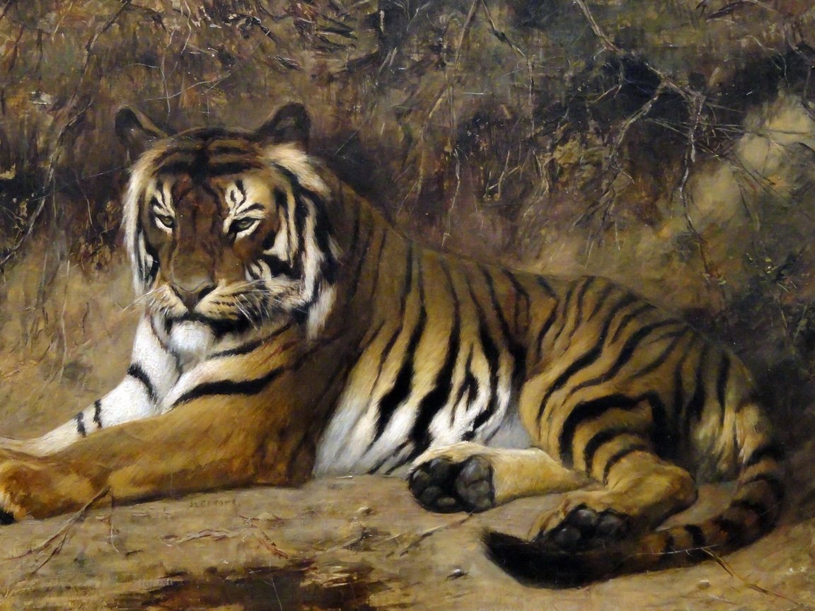 Жан Лоран АГАС тигр