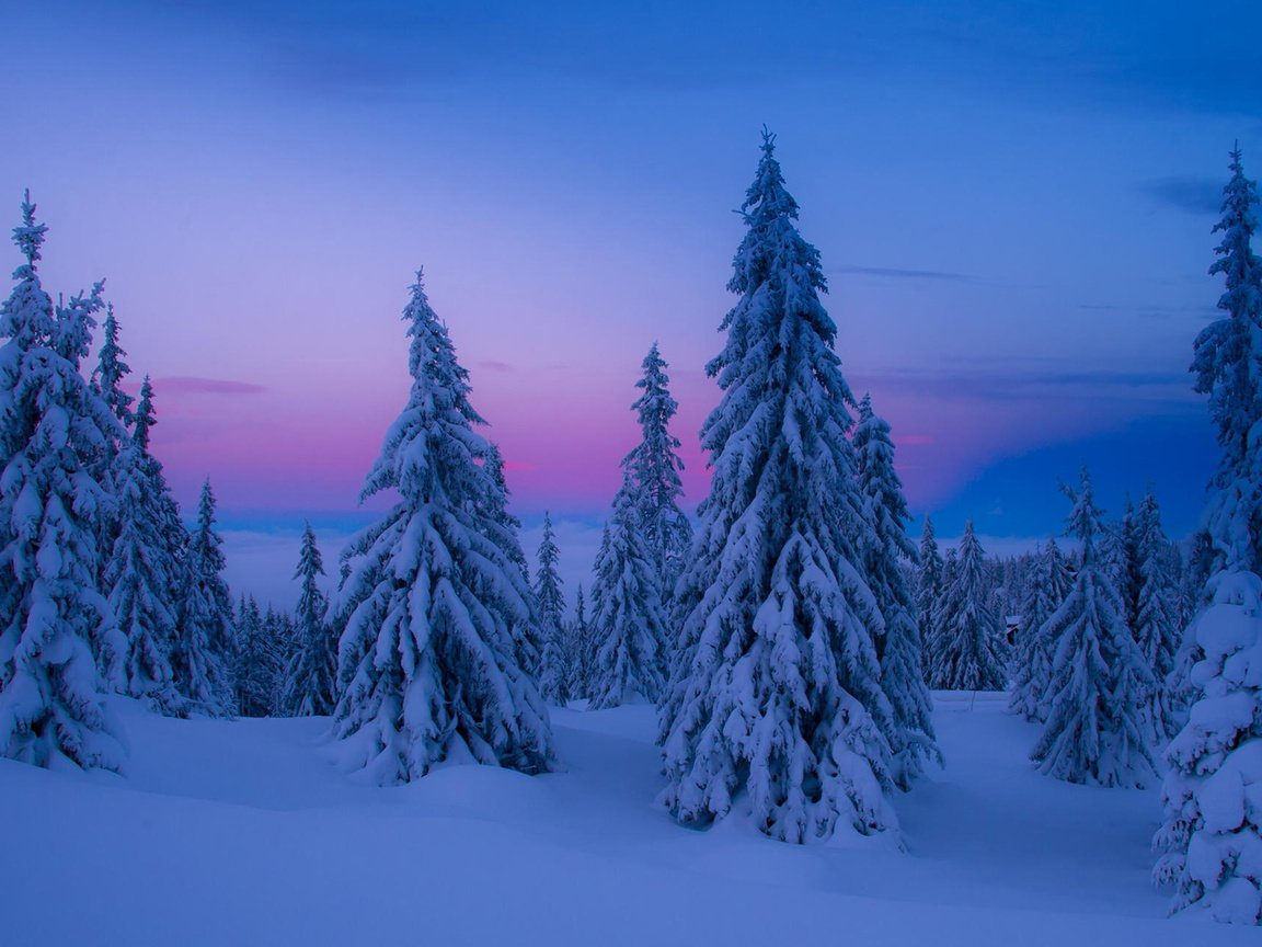 Обои небо, деревья, снег, природа, зима, елки, the sky, trees, snow, nature, winter, tree разрешение 1920x1200 Загрузить