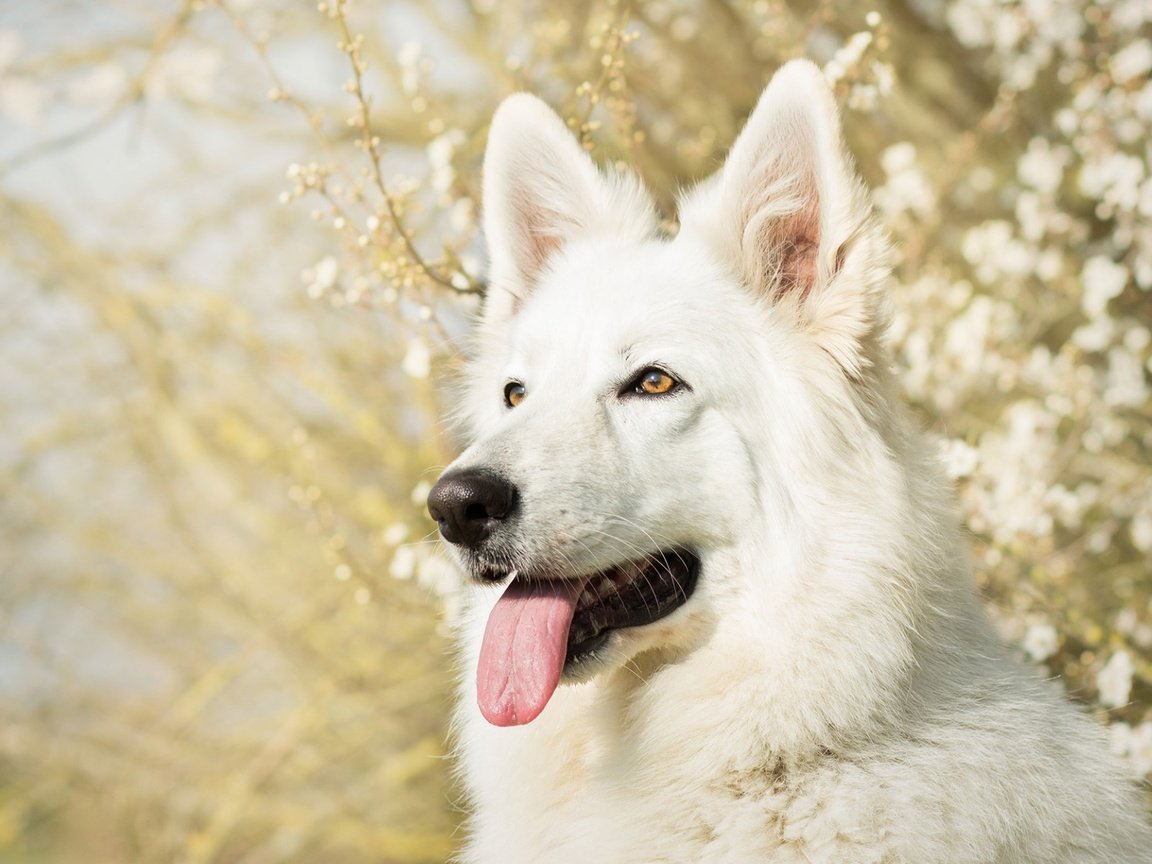 Обои морда, собака, язык, белая швейцарская овчарка, face, dog, language, the white swiss shepherd dog разрешение 1920x1200 Загрузить