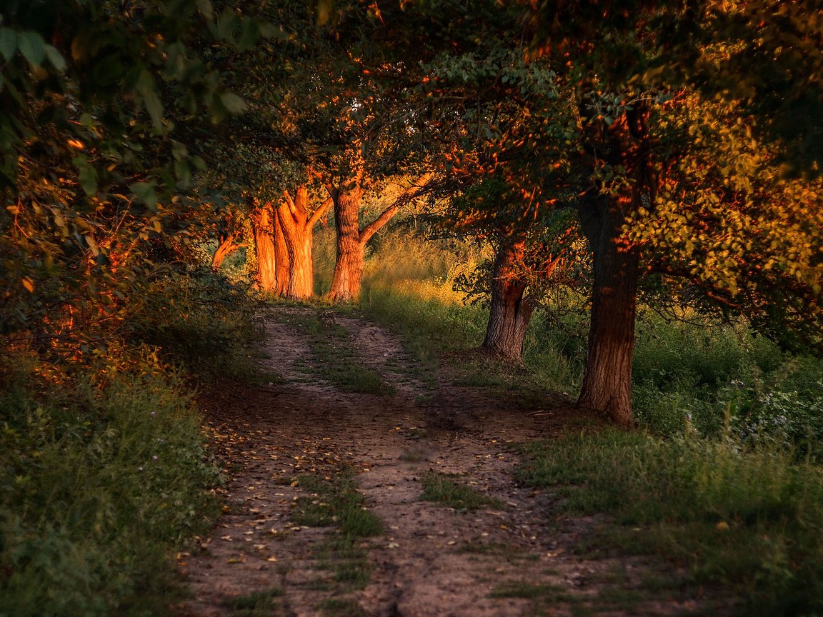 Обои свет, дорога, деревья, лес, листья, солнечный свет, light, road, trees, forest, leaves, sunlight разрешение 3840x2400 Загрузить