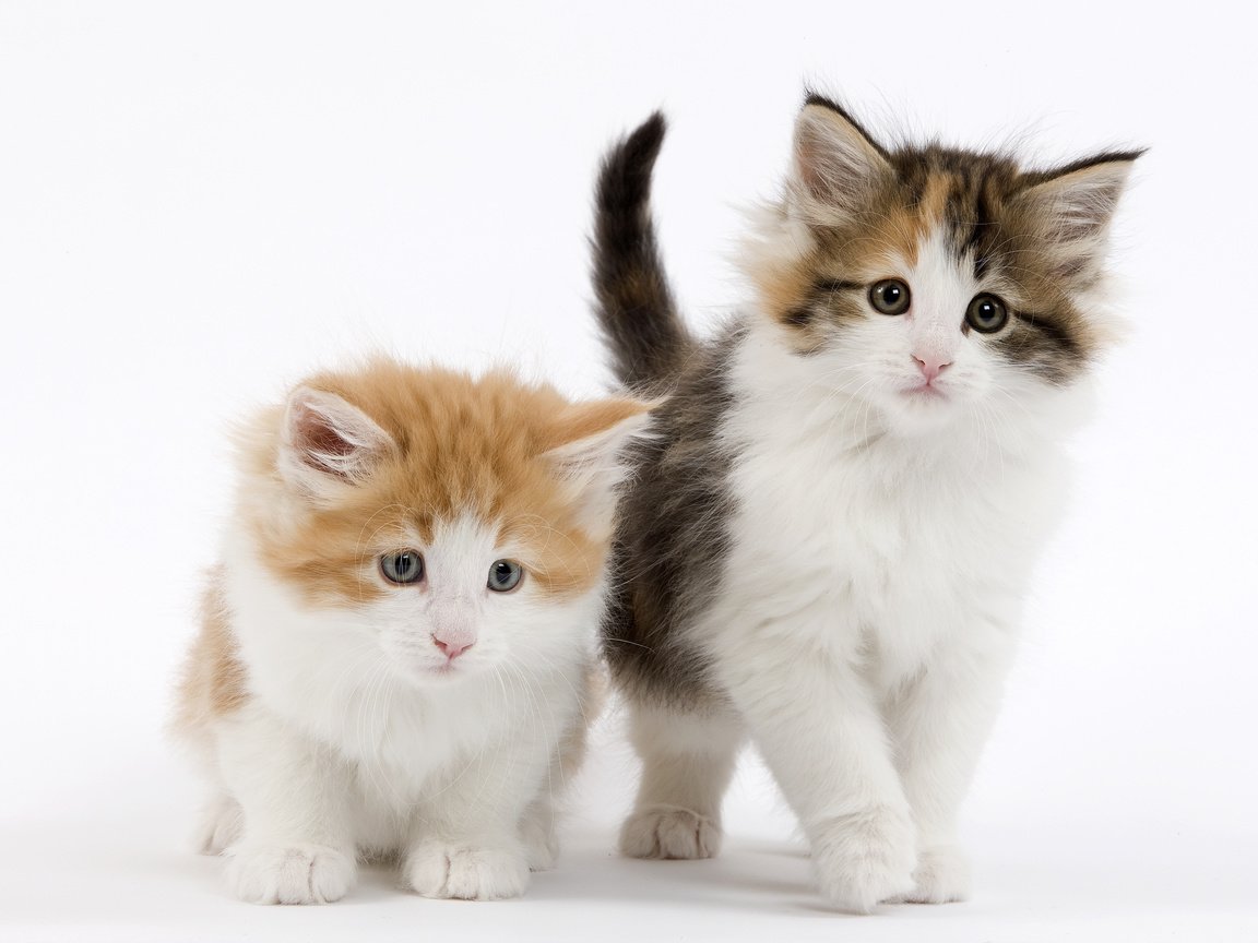 Обои взгляд, белый фон, кошки, котята, мордочки, котики, look, white background, cats, kittens, faces, seals разрешение 3840x2400 Загрузить