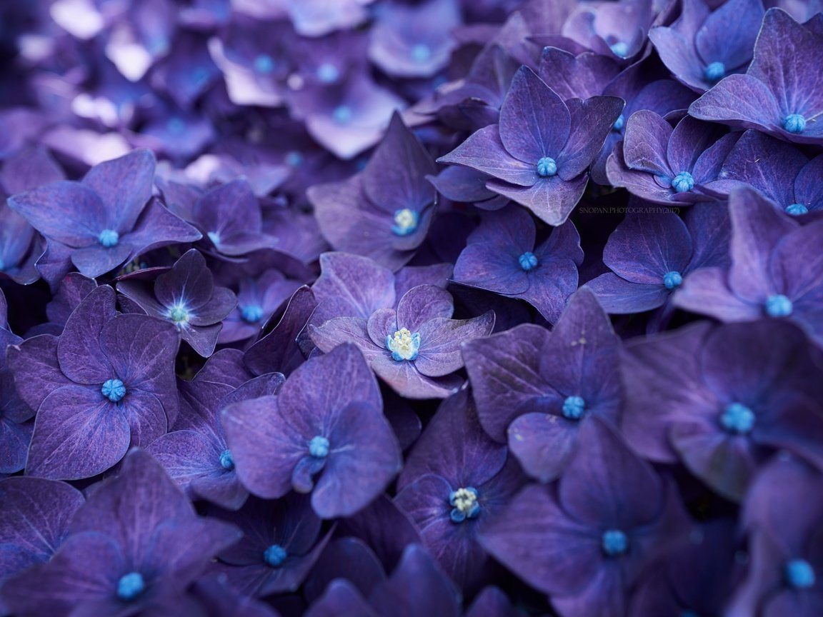 Обои цветы, макро, лепестки, гортензия, flowers, macro, petals, hydrangea разрешение 2048x1365 Загрузить