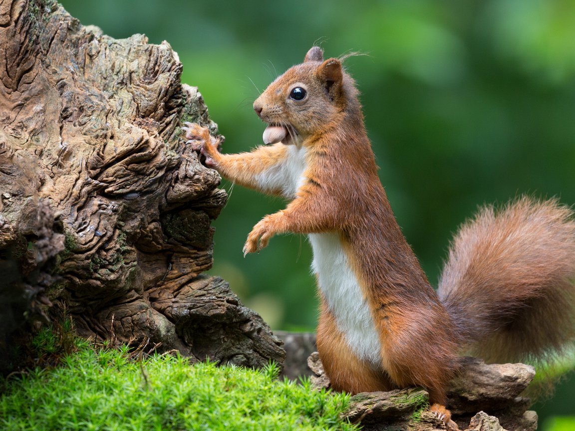 Обои природа, лето, мох, животное, белка, зверек, коряга, орех, nature, summer, moss, animal, protein, snag, walnut разрешение 3840x2400 Загрузить