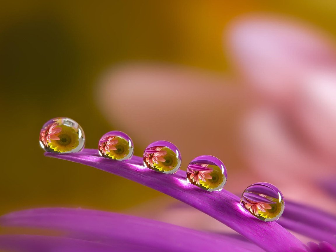 Обои макро, цветок, капли, лепестки, размытость, капля воды, miki asai, macro, flower, drops, petals, blur, a drop of water разрешение 1920x1200 Загрузить