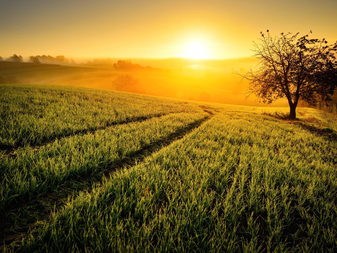 Обои небо, солнце, природа, дерево, растения, поля, туман, поле, the sky, the sun, nature, tree, plants, field, fog разрешение 2880x1800 Загрузить