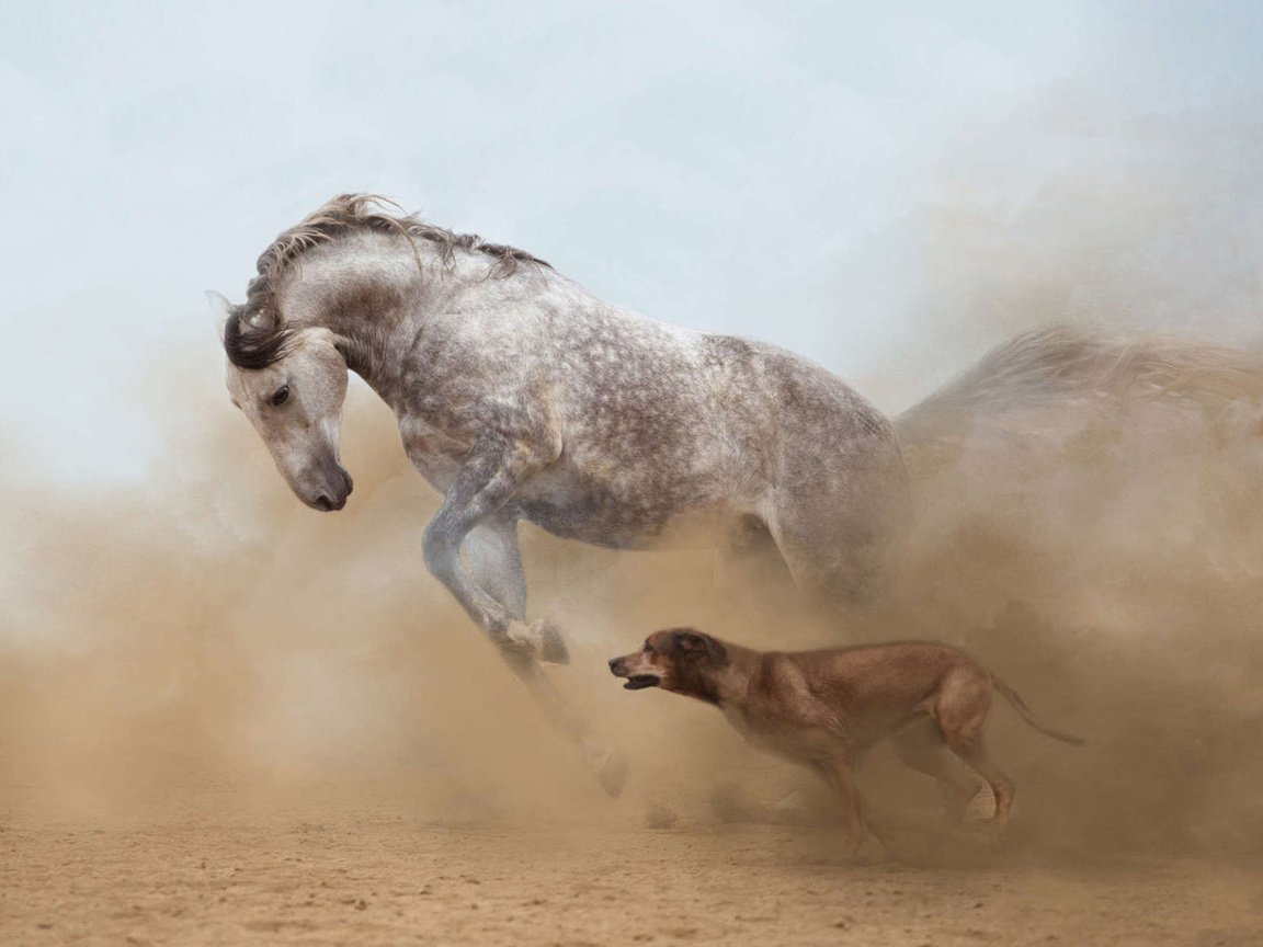 Обои лошадь, собака, пыль, бег, horse, dog, dust, running разрешение 1920x1200 Загрузить