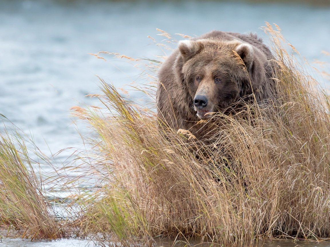 Обои вода, медведь, заросли, бурый медведь, water, bear, thickets, brown bear разрешение 2048x1294 Загрузить