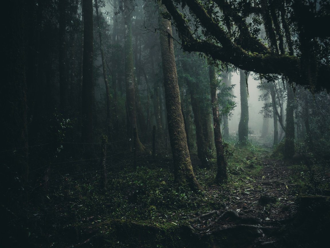 Обои деревья, лес, туман, листва, oncol park, trees, forest, fog, foliage разрешение 6000x4000 Загрузить