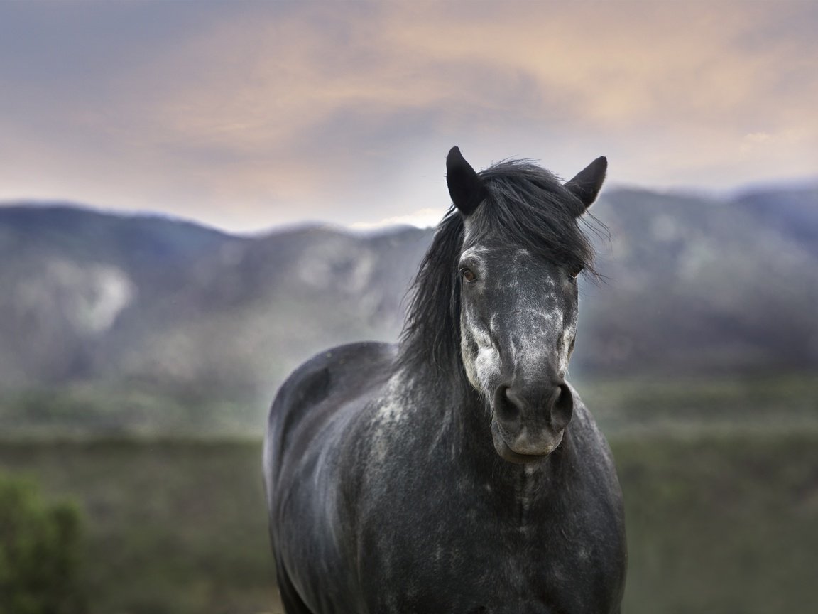 Обои лошадь, размытость, конь, грива, horse, blur, mane разрешение 4256x2832 Загрузить