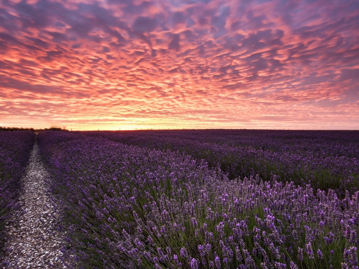 Обои небо, цветы, облака, закат, пейзаж, поле, лаванда, the sky, flowers, clouds, sunset, landscape, field, lavender разрешение 2560x1600 Загрузить