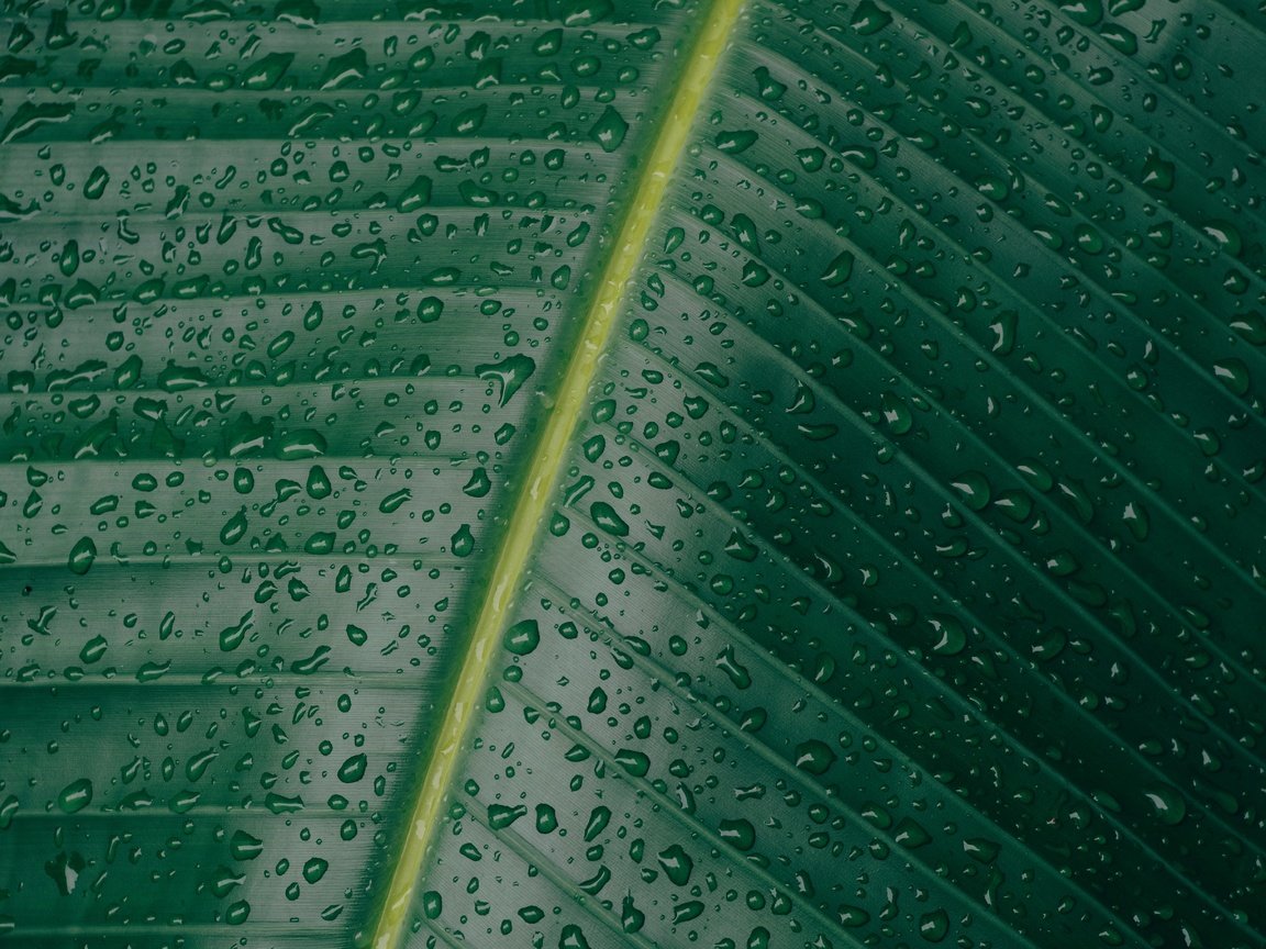 Обои природа, зелёный, макро, капли, лист, прожилки, nature, green, macro, drops, sheet, veins разрешение 5472x3648 Загрузить