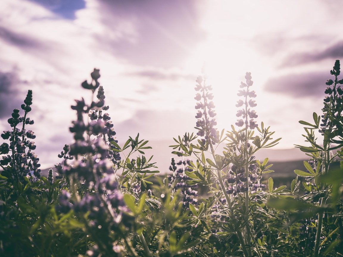 Обои цветы, листья, поле, стебли, солнечный свет, шалфей, flowers, leaves, field, stems, sunlight, sage разрешение 7360x4912 Загрузить