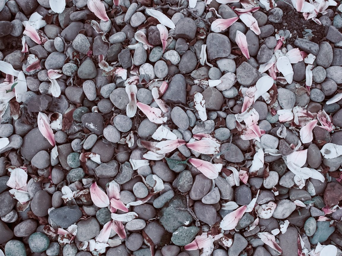 Обои камни, галька, лепестки, камешки, магнолия, stones, pebbles, petals, magnolia разрешение 3936x2624 Загрузить