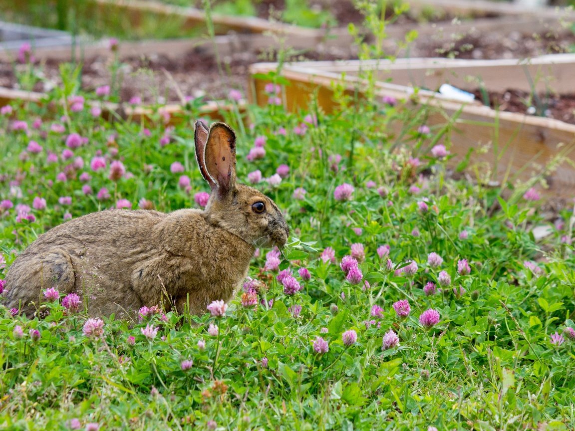 Обои трава, клевер, прогулка, кролик, заяц, grass, clover, walk, rabbit, hare разрешение 5184x3456 Загрузить