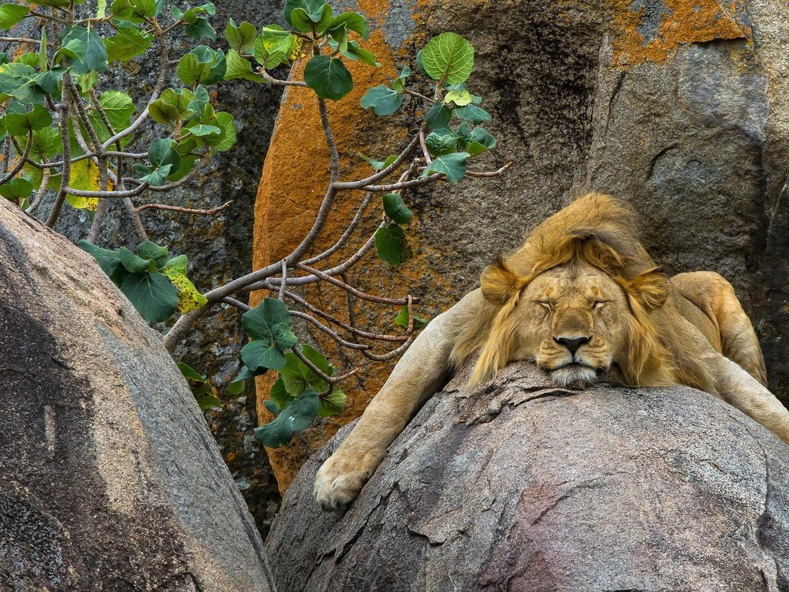 спящая львица картинки