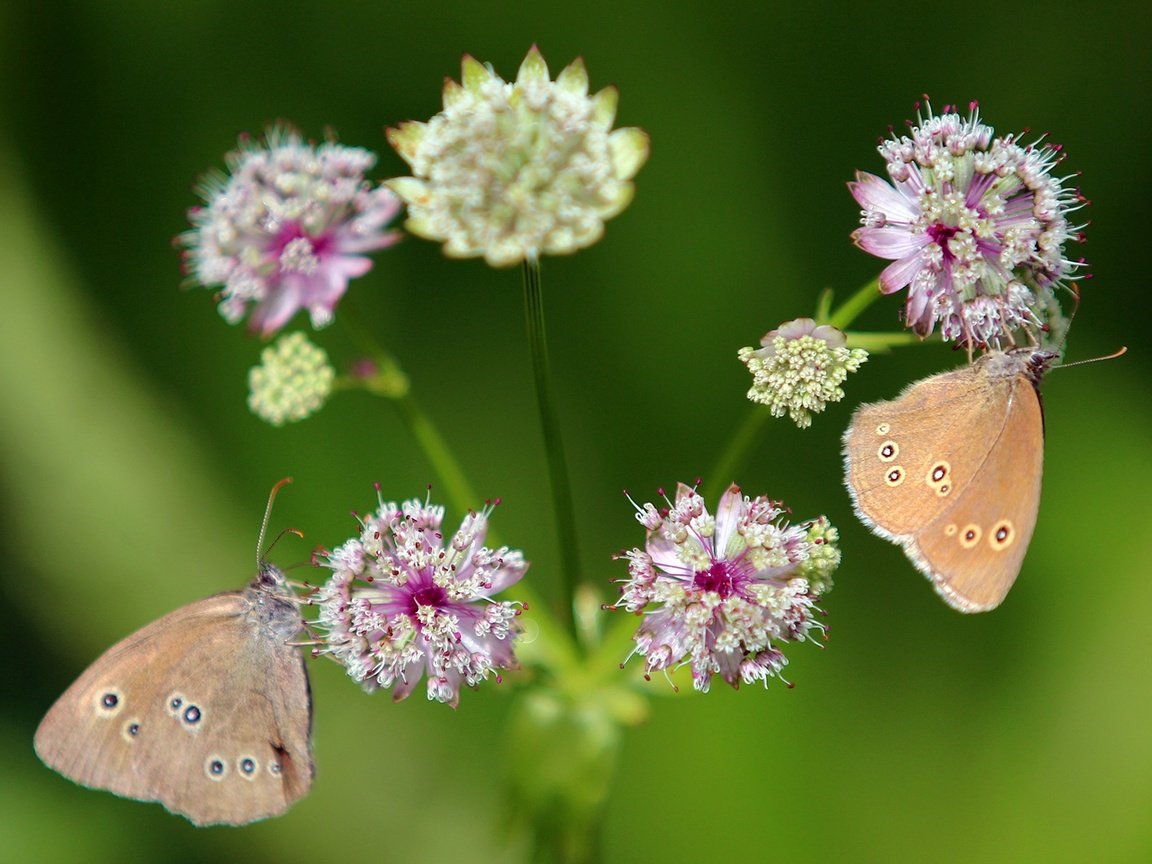 Обои цветы, крылья, насекомые, бабочки, flowers, wings, insects, butterfly разрешение 1920x1200 Загрузить