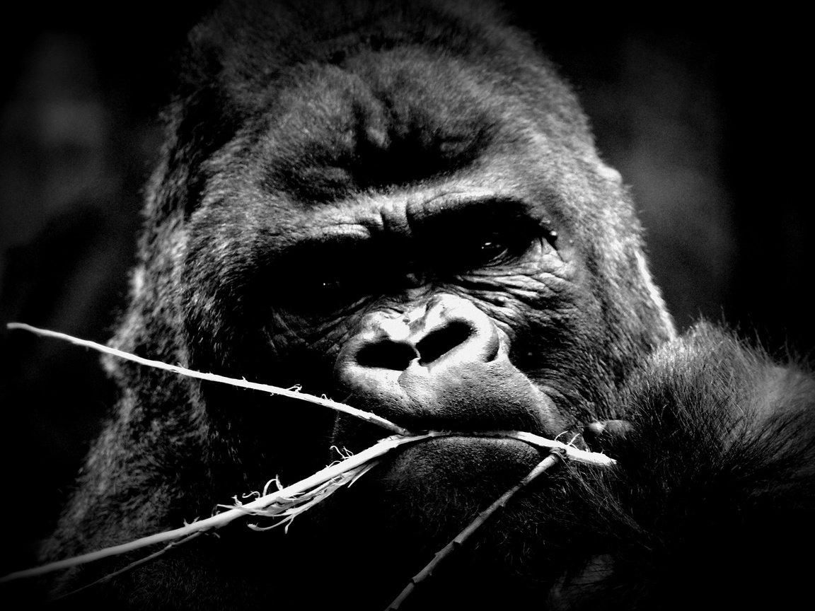 Обои глаза, взгляд, чёрно-белое, животное, обезьяна, горилла, eyes, look, black and white, animal, monkey, gorilla разрешение 2560x1600 Загрузить