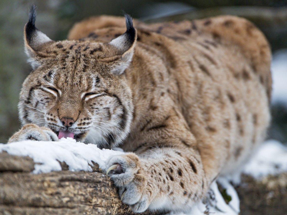 Обои снег, зима, рысь, дикая кошка, tambako the jaguar, snow, winter, lynx, wild cat разрешение 3840x2743 Загрузить