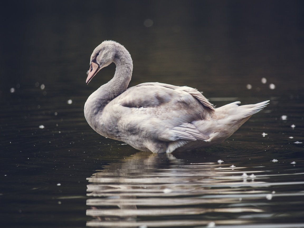 Обои вода, природа, крылья, птица, клюв, лебедь, water, nature, wings, bird, beak, swan разрешение 5518x3679 Загрузить