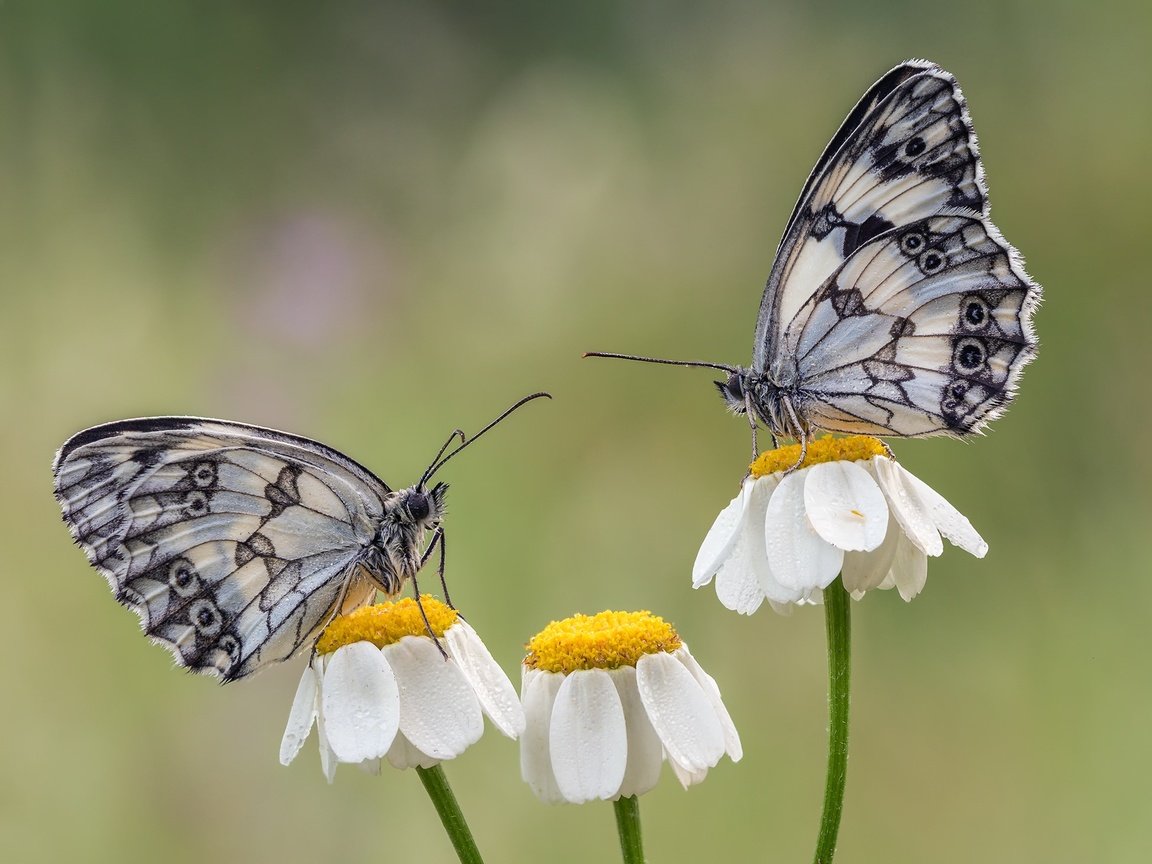 Обои цветы, крылья, насекомые, ромашки, бабочки, flowers, wings, insects, chamomile, butterfly разрешение 2048x1463 Загрузить