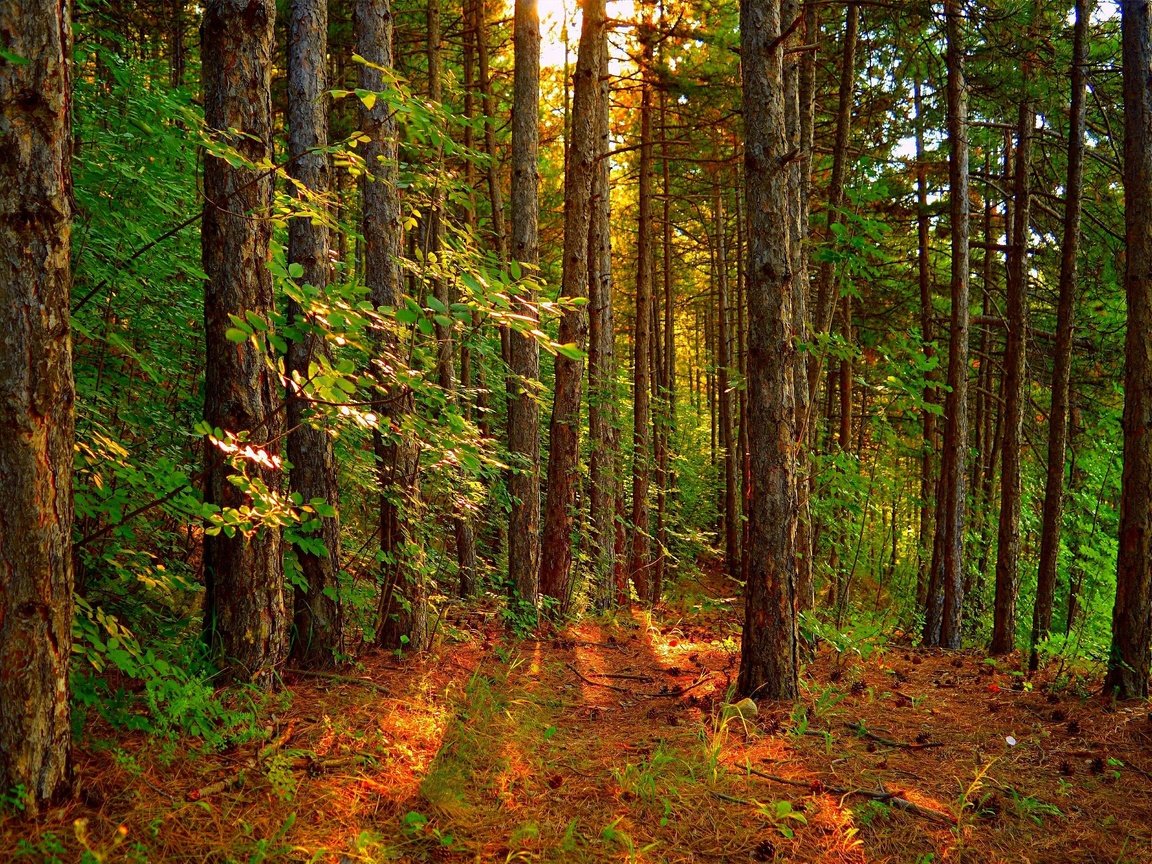 Обои деревья, лес, пейзаж, лучи солнца, trees, forest, landscape, the rays of the sun разрешение 3002x1886 Загрузить