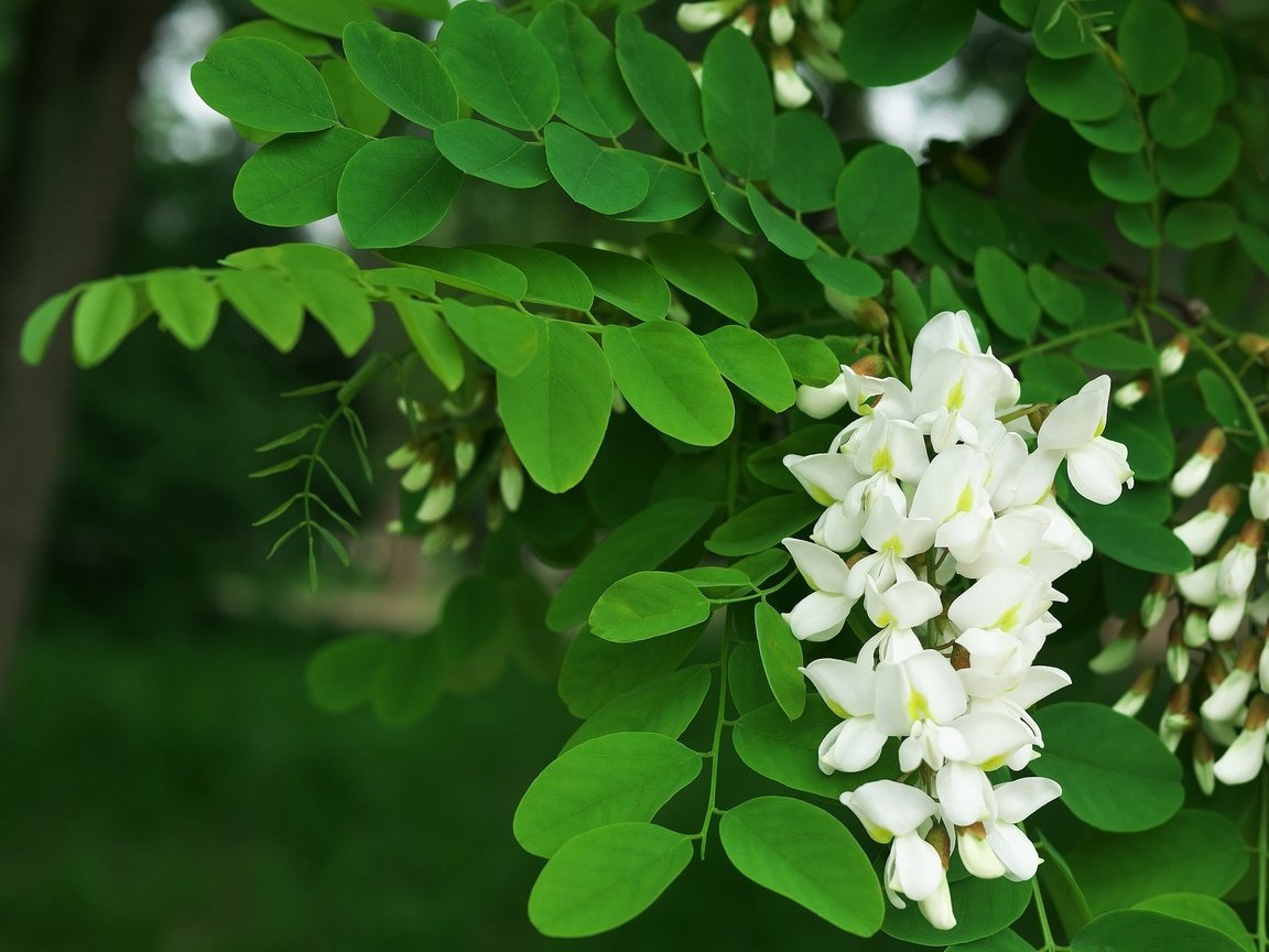 Обои дерево, цветение, листья, весна, белая, акация, акация белая, tree, flowering, leaves, spring, white, acacia разрешение 2048x1361 Загрузить