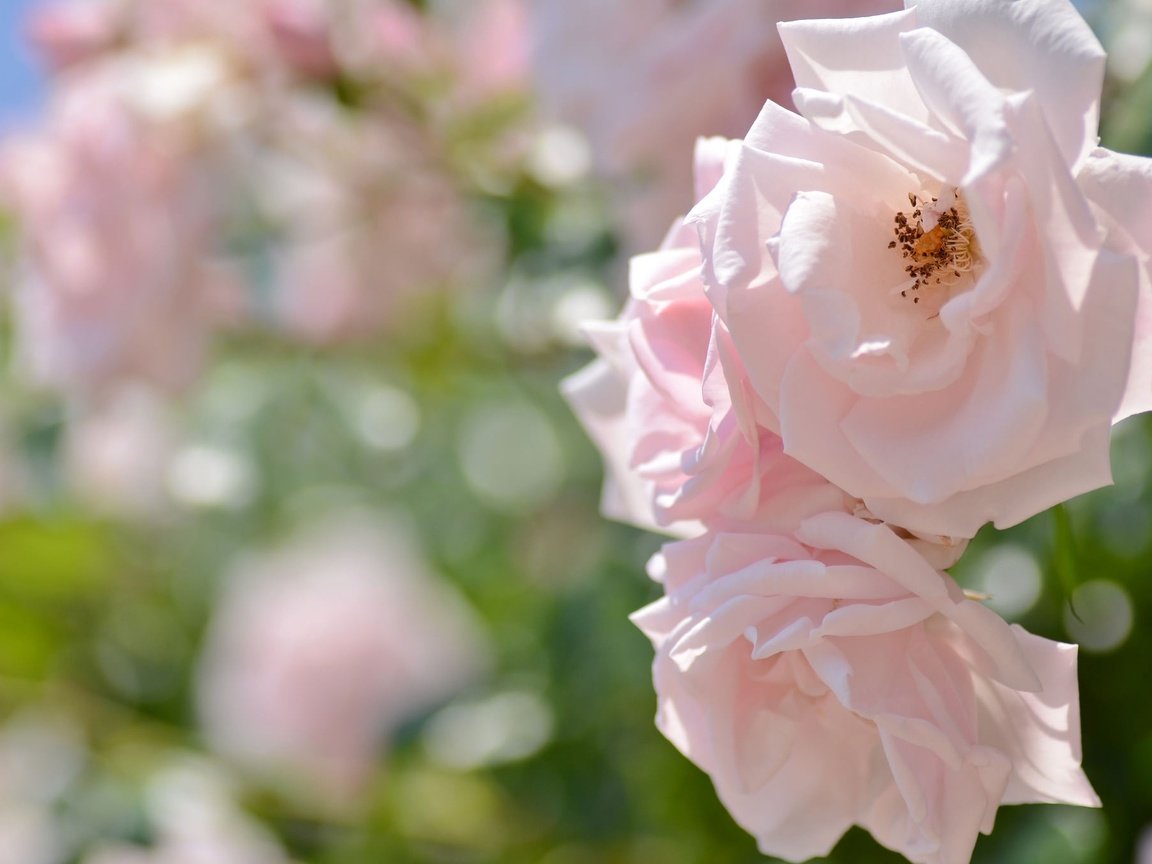 Обои цветы, розы, лепестки, розовые, боке, flowers, roses, petals, pink, bokeh разрешение 2048x1356 Загрузить