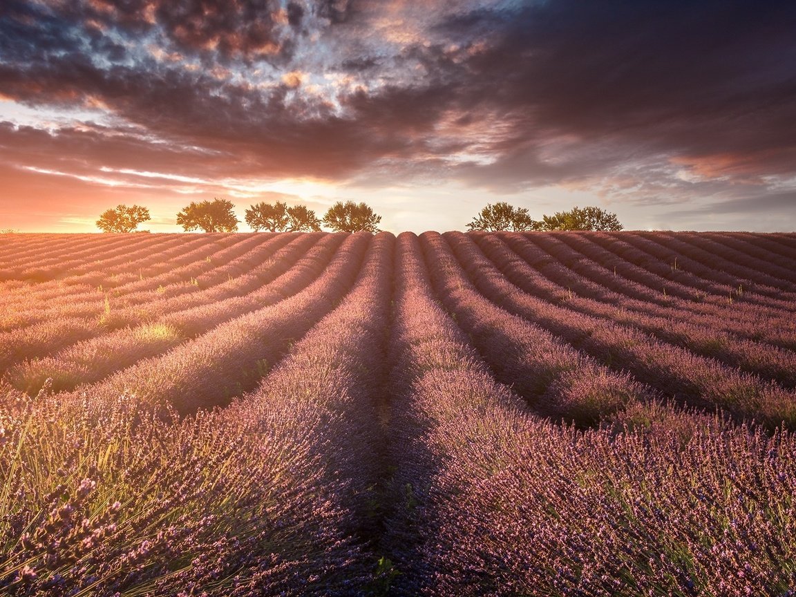 Обои свет, природа, поле, лаванды, light, nature, field, lavender разрешение 1920x1200 Загрузить