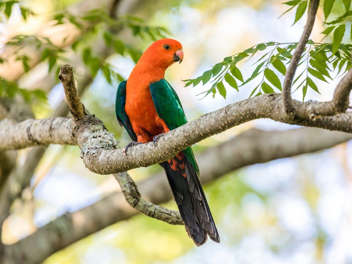 Обои ветка, дерево, птица, клюв, перья, попугай, branch, tree, bird, beak, feathers, parrot разрешение 2048x1365 Загрузить