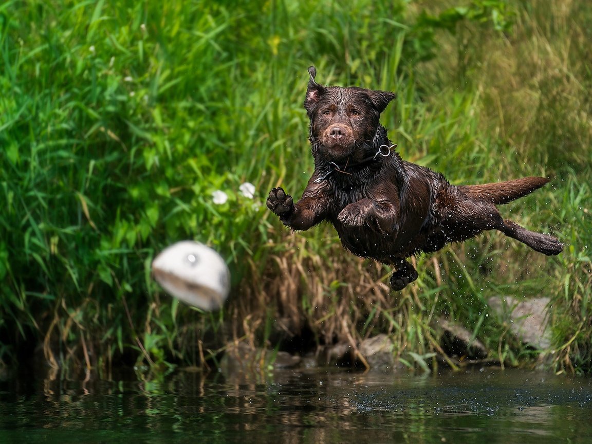 Обои вода, собака, брызги, прыжок, мяч, мокрая, лабрадор-ретривер, water, dog, squirt, jump, the ball, wet, labrador retriever разрешение 2048x1152 Загрузить