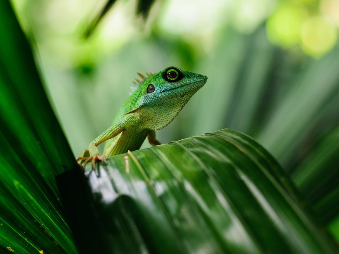 Обои листья, ящерица, растение, геккон, пресмыкающееся, leaves, lizard, plant, gecko, reptile разрешение 2048x1360 Загрузить