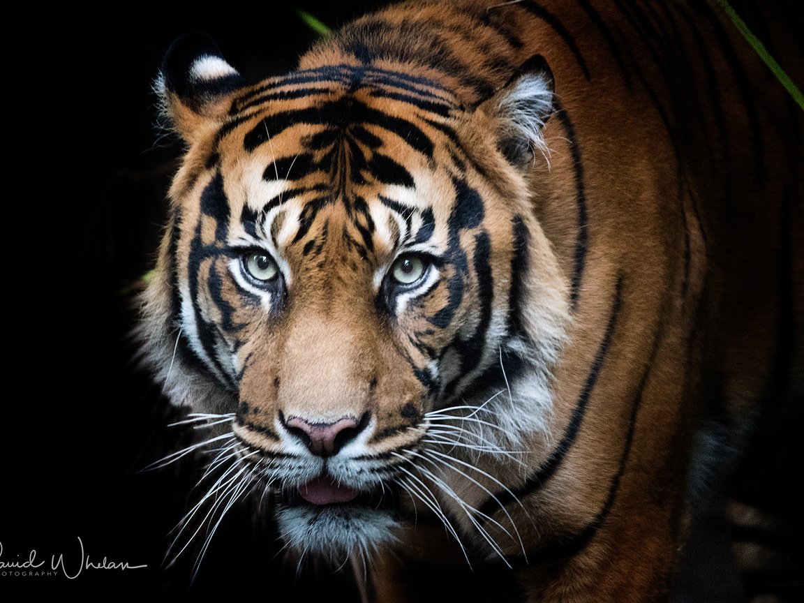 Обои тигр, черный фон, глаза, морда, фон, усы, кошка, взгляд, хищник, tiger, black background, eyes, face, background, mustache, cat, look, predator разрешение 2560x1600 Загрузить