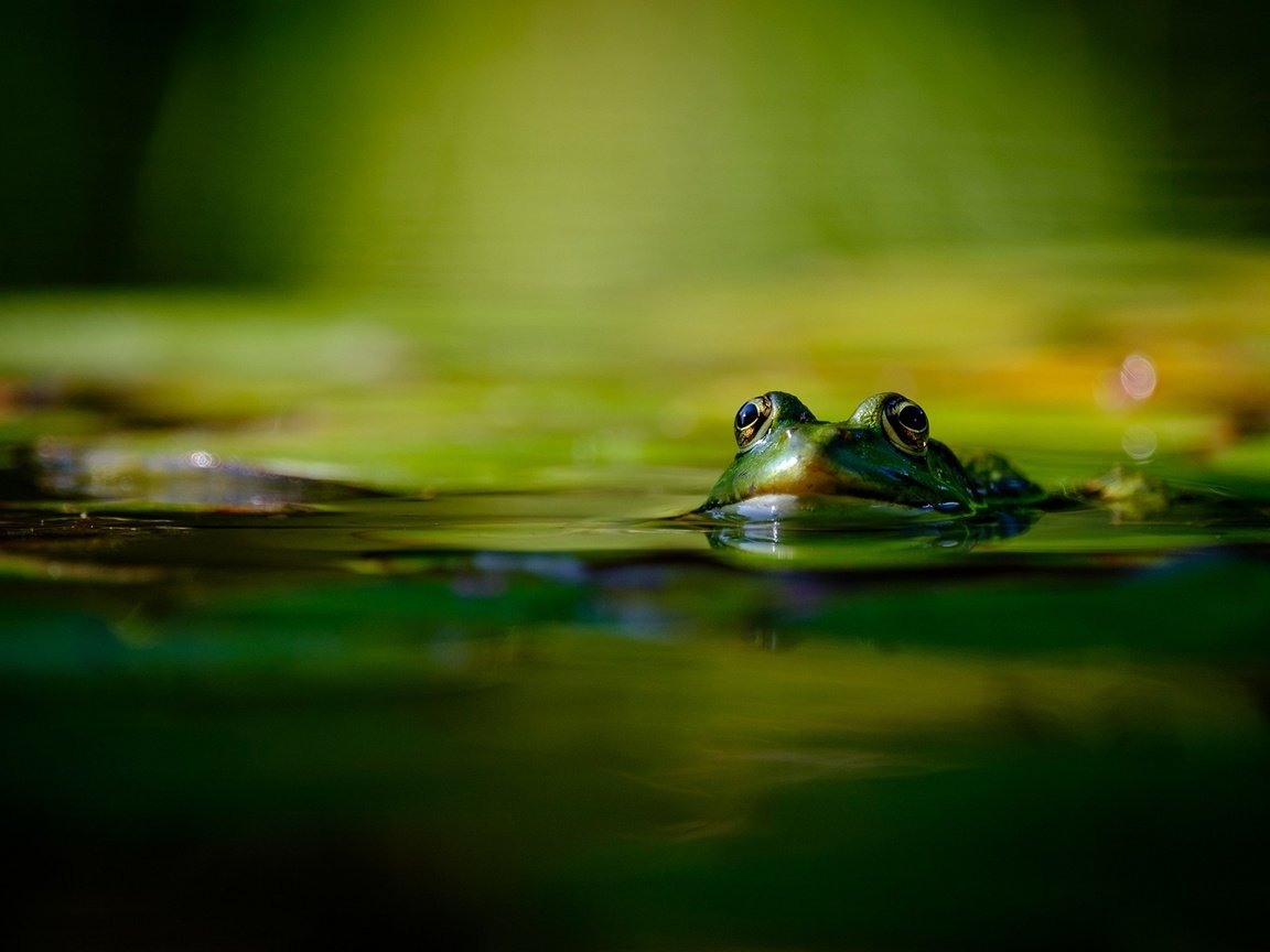 Обои вода, лягушка, зеленая, der lichtklicker, water, frog, green разрешение 1920x1200 Загрузить