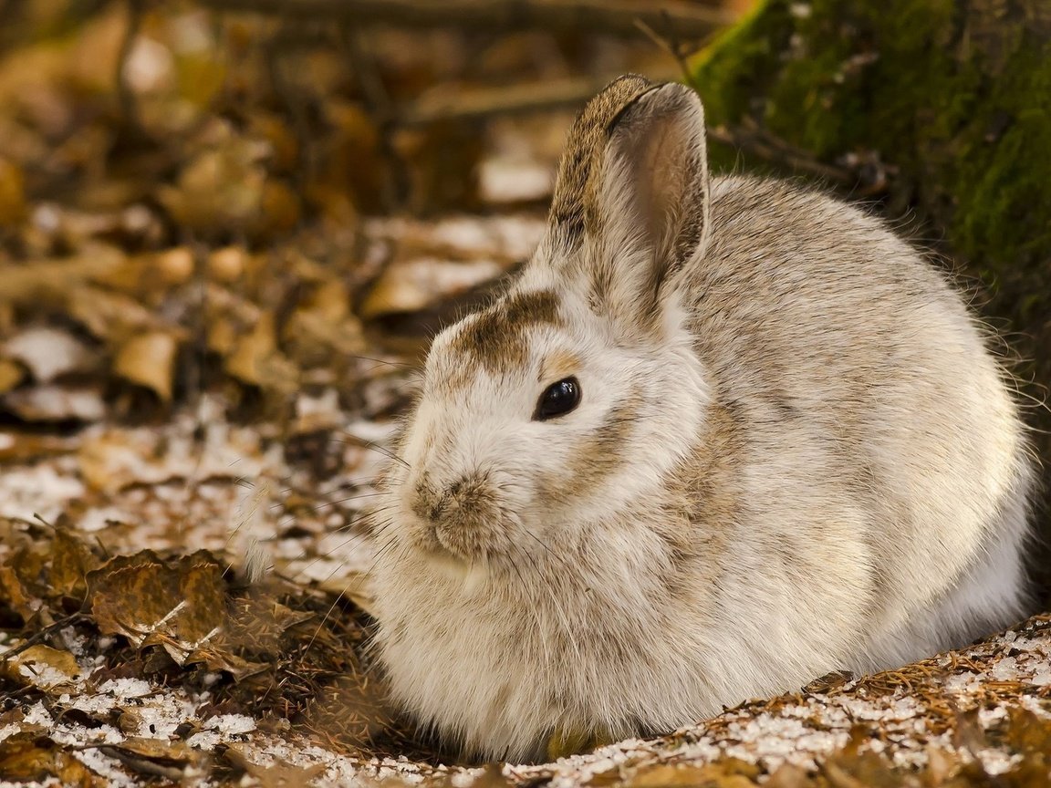 Обои природа, кролик, животное, заяц, nature, rabbit, animal, hare разрешение 1920x1080 Загрузить