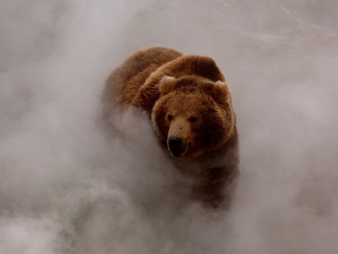 Обои морда, туман, взгляд, медведь, бурый медведь, face, fog, look, bear, brown bear разрешение 1920x1080 Загрузить