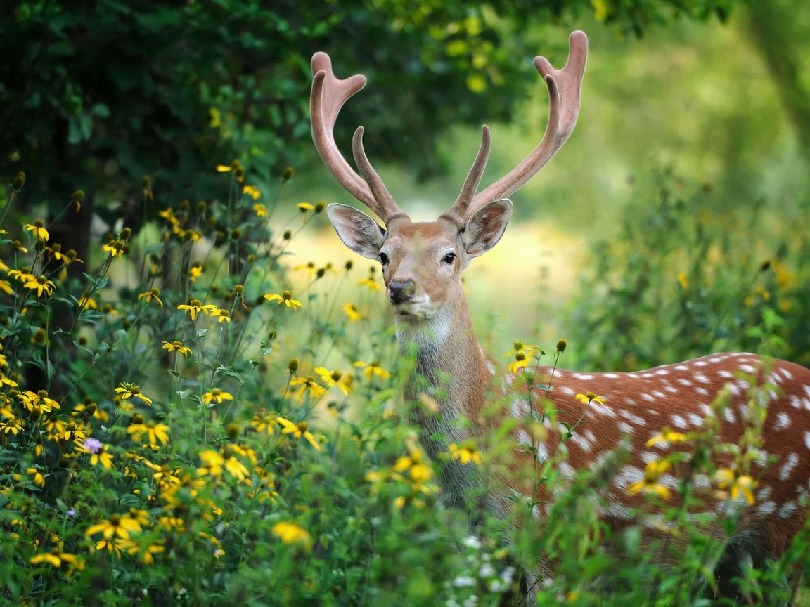 Обои цветы, деревья, лес, олень, рога, volodymyr burdyak, flowers, trees, forest, deer, horns разрешение 1920x1200 Загрузить