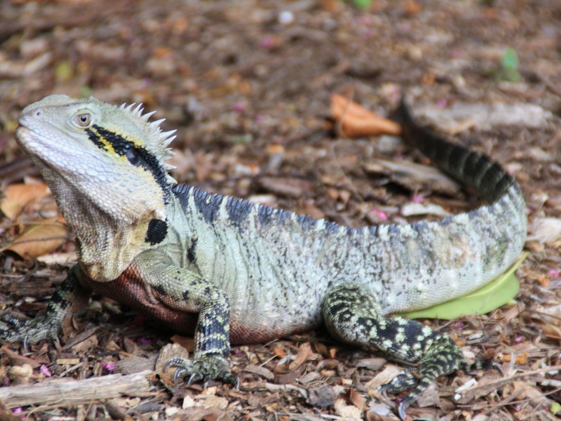 Обои ящерица, австралия, рептилия, игуана, lizard, australia, reptile, iguana разрешение 3888x2592 Загрузить