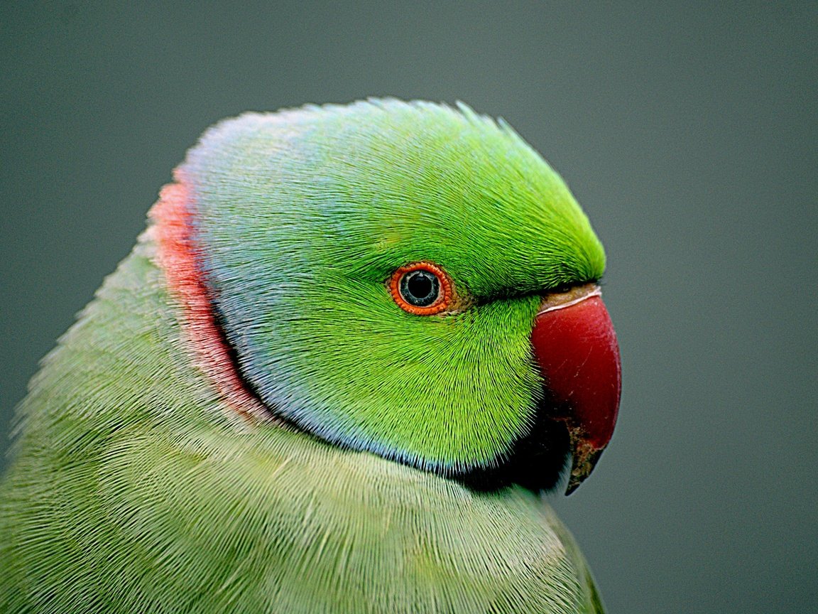 Обои птица, клюв, попугай, крупным планом, индийский кольчатый попугай, bird, beak, parrot, closeup, indian ringed parrot разрешение 2400x1779 Загрузить