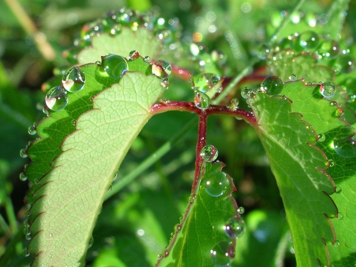 Обои природа, листья, роса, капли, растение, nature, leaves, rosa, drops, plant разрешение 1944x1446 Загрузить