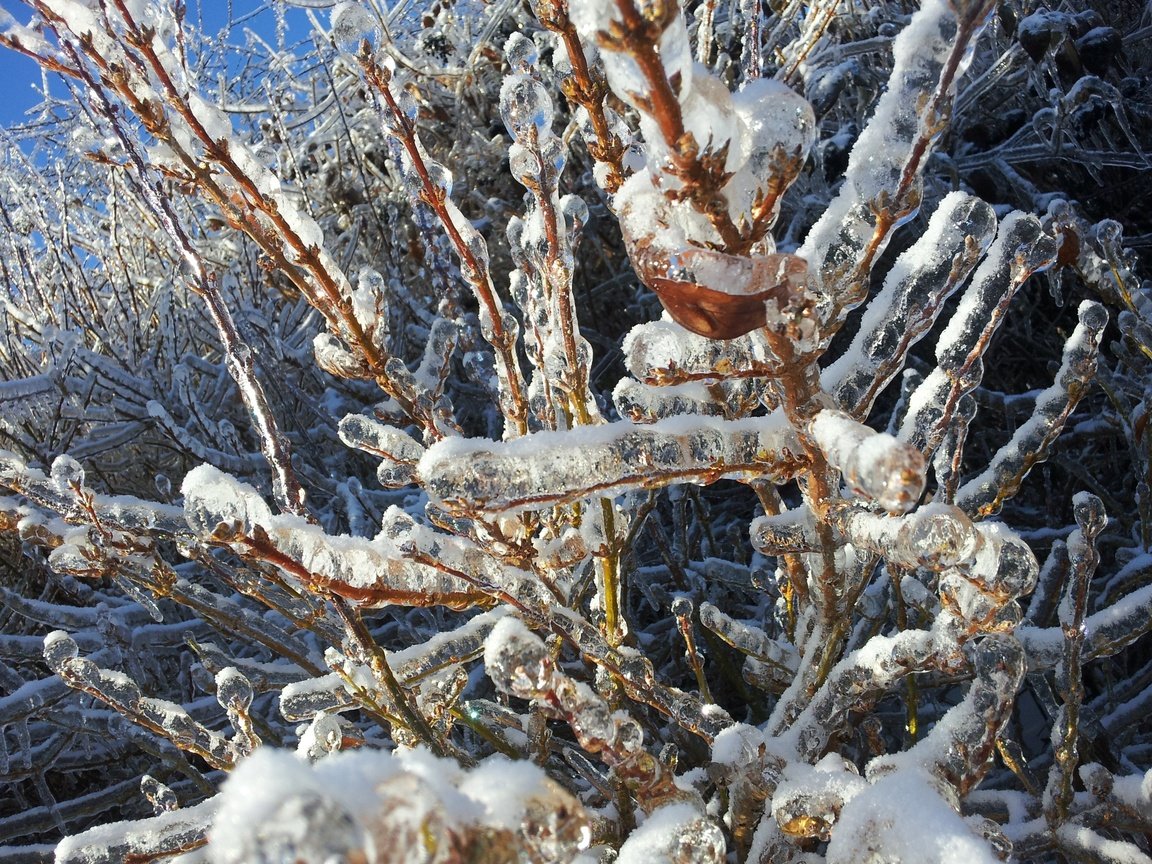 Обои снег, природа, дерево, зима, ветки, мороз, лёд, холодно, snow, nature, tree, winter, branches, frost, ice, cold разрешение 3264x2448 Загрузить