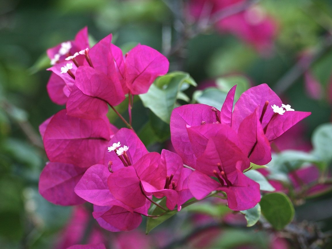 Обои цветы, листья, лепестки, бугенвиллия, flowers, leaves, petals, bougainvillea разрешение 3888x2592 Загрузить